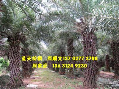 中东海枣