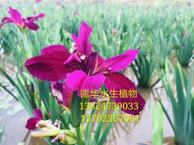 紫花鸢尾
